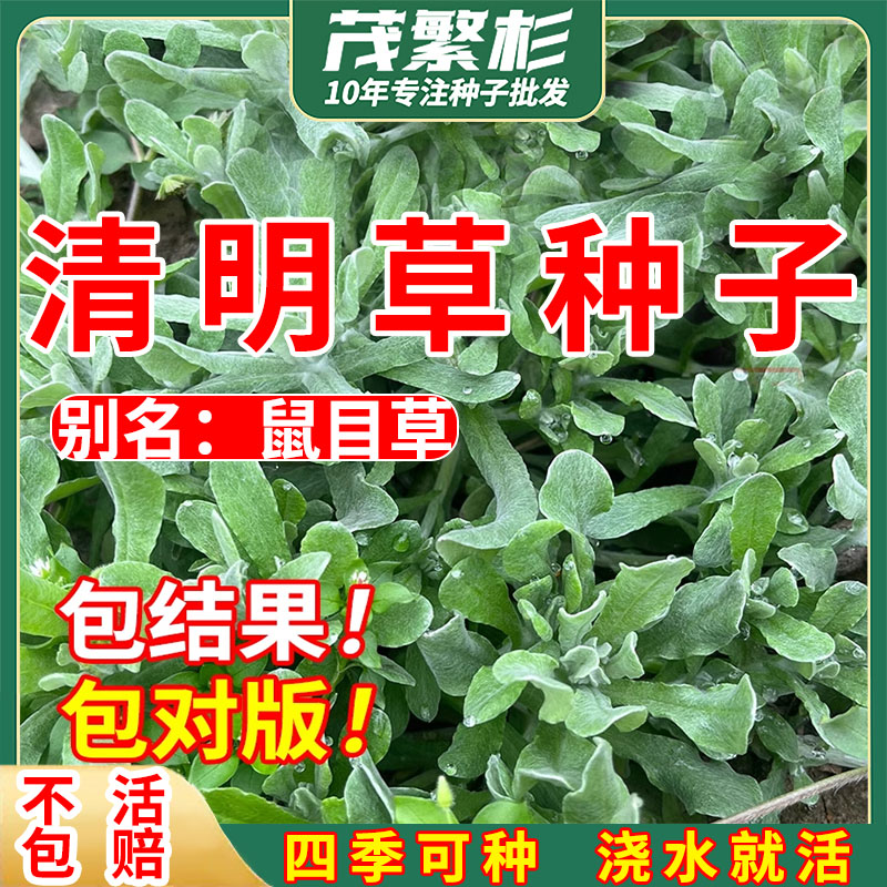 鼠曲草籽清明果艾草团