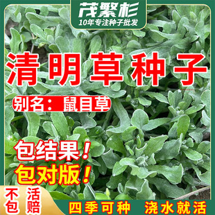 鼠曲草籽鼠曲草种清明果艾草糍粑粑黄花艾粿清明菜鼠麴草田艾草团