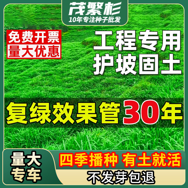 四季常青护坡固土耐寒耐旱边坡