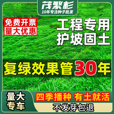 四季常青护坡固土耐寒耐旱边坡
