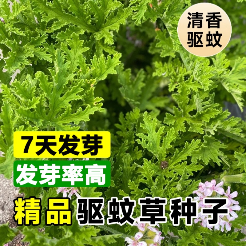 驱蚊草花种子庭院室内阳台四季易种开花香草艾草罗勒种籽花种籽子