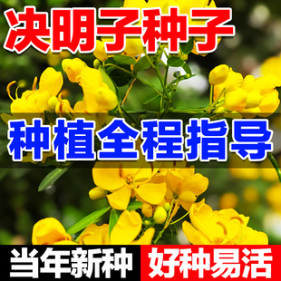 决明子种子护坡灌木种子材散装马蹄决明钝叶决明假绿豆草决明