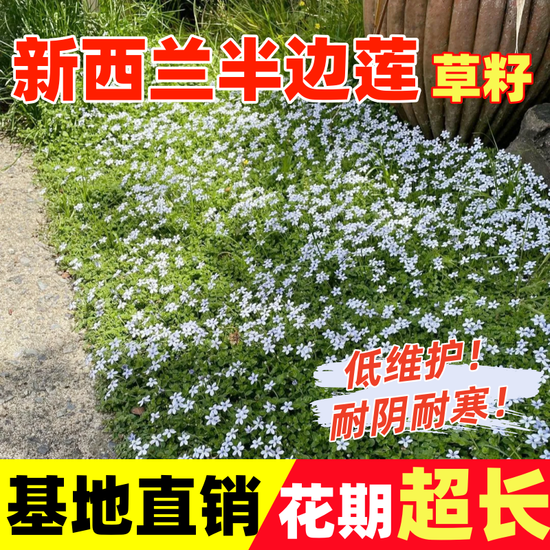 新西兰半边莲草籽盆栽各种庭院花园绿化四季播种植物耐热耐寒花籽