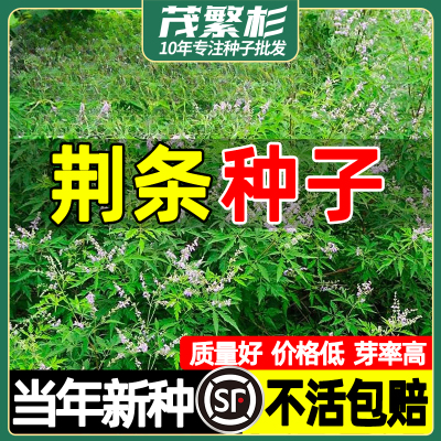 防沙种护坡固土黄金子蜜源绿肥籽