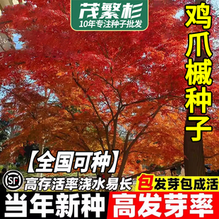 鸡爪槭种子新采林木树种籽三角枫种子青枫种子五角枫种子四季可播