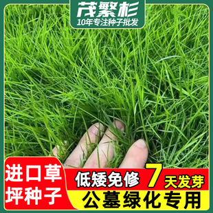 墓地草坪种子坟地草籽长镰草种子响铃草籽 四季青草籽 坟头草茅草