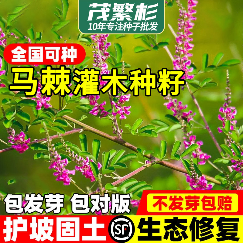 速生马棘种籽灌木草籽