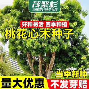 桃花心木种子珍贵红木庭院别墅风景绿化树四季常绿行道树名贵苗木