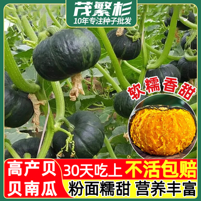 贝贝板栗小南瓜种籽子绿贝贝南瓜