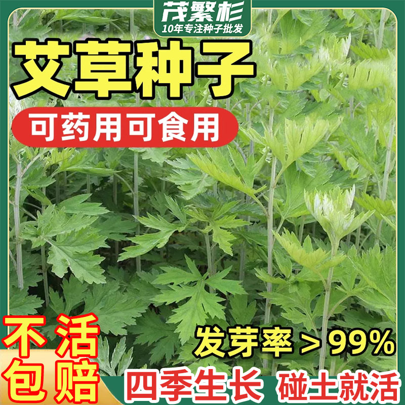 艾草种子野生香艾草苗驱蚊草图片