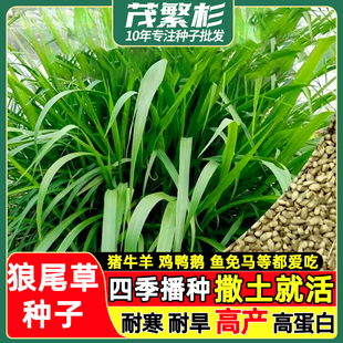 杂交狼尾草种子饲用牧草猪牛羊鸡鸭鱼青储饲料耐旱多次收割鱼草籽