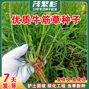 牧草种子牛筋草野草种子老驴拽护坡绿化混合草籽杂草矿山复绿固土