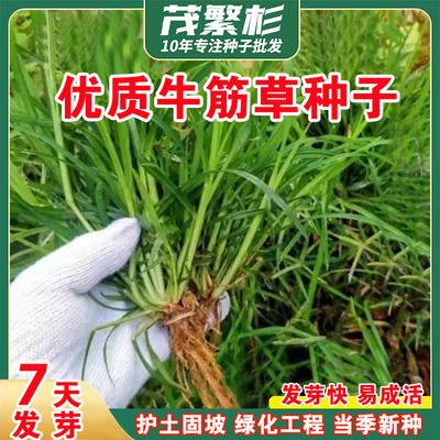 牧草种子牛筋草野草种子老驴拽护坡绿化混合草籽杂草矿山复绿固土
