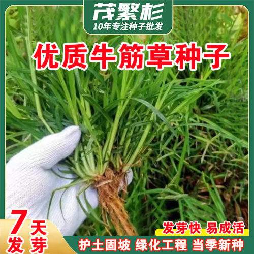 牧草种子牛筋草野草种子老驴拽护坡绿化混合草籽杂草矿山复绿固土