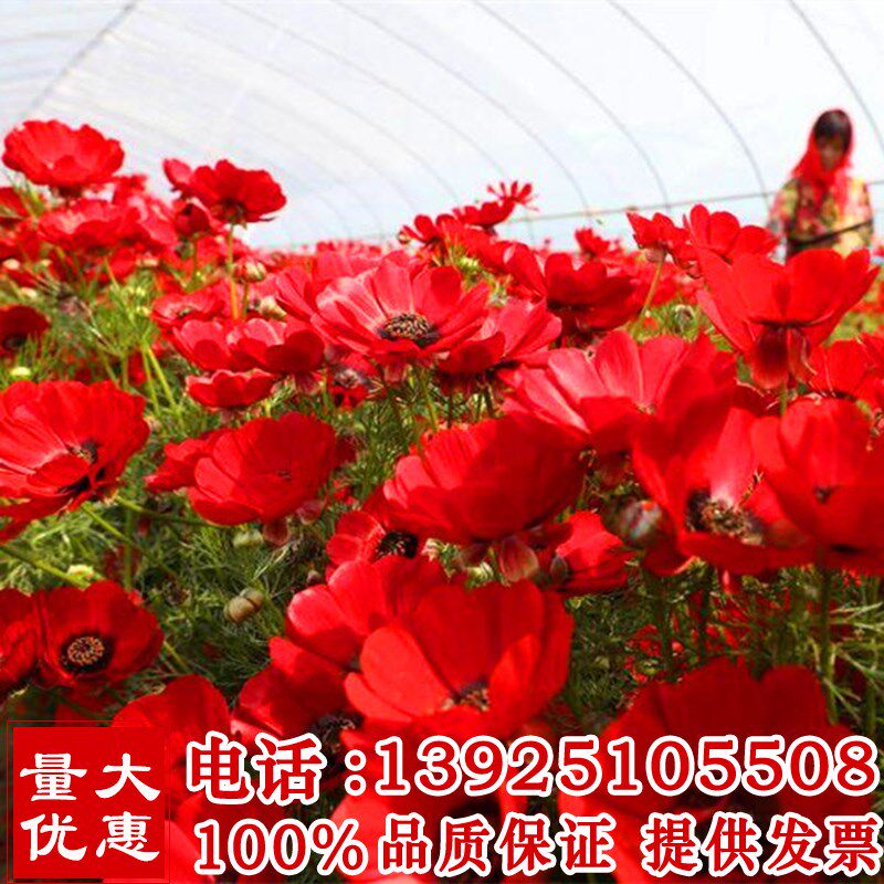 福寿花种子侧金盏花种子园林景观花海花坛花镜四季易种活花卉种子