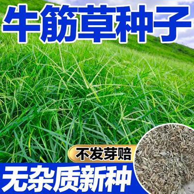 进口牛筋草种子护坡固土耐热耐涝