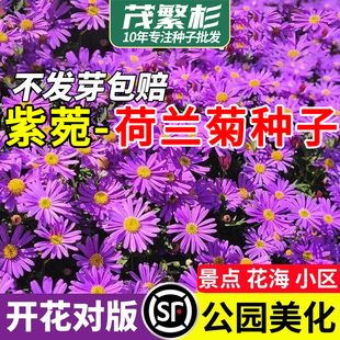 紫菀种子多年生宿根花卉荷兰菊花种子春秋播种阳台庭院耐寒花种籽