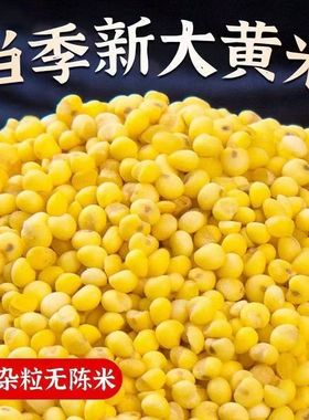 2025新大黄米新米农家黏黄米粘大黄米糯大黄米汤圆包粽子烧粥