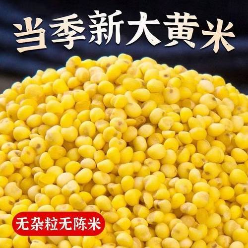 大黄米新米农家黏黄米
