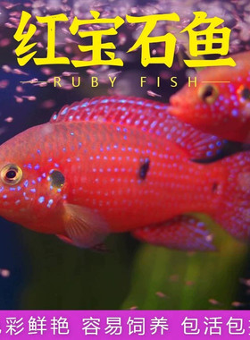 红宝石鱼热带观赏宠物小型鱼