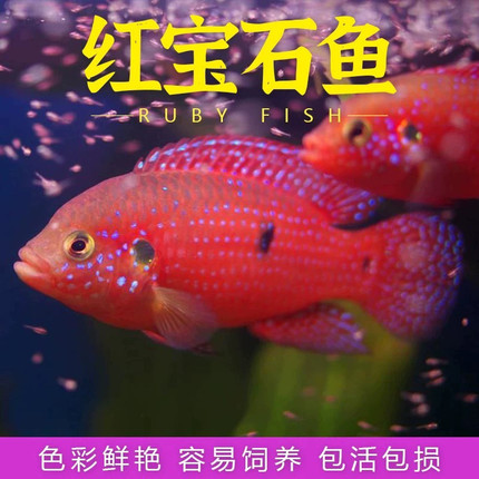 红宝石鱼热带观赏宠物小型鱼活体鱼血钻凤凰三湖短慈鲷球活体