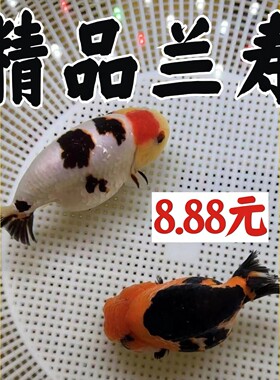 兰寿金鱼冷水鱼冬天不用加温好养