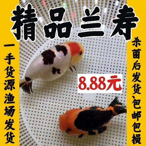 兰寿金鱼冷水鱼冬天不用加温好养
