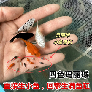 玛丽球鱼观赏鱼奶牛玛丽鱼直接生小鱼大肚怀孕米奇好养活胎生鱼