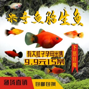 红米奇鱼黄米奇鱼胎生鱼小型鱼活体热带观赏鱼淡水孔雀鱼耐养红箭