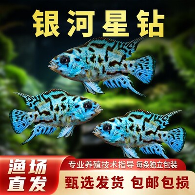 短鲷慈鲷活体热带观赏鱼新手易养