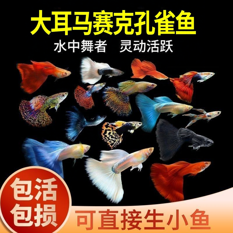 孔雀鱼活鱼观赏鱼马赛克大耳孔雀斑马小型热带淡水鱼群游好养耐活