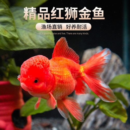 金鱼活鱼红狮子头金鱼小型观赏鱼红国狮冷水鱼淡水鱼小金鱼苗活体 - 封面