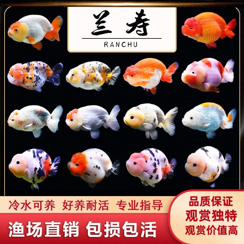 包活兰寿金鱼精品冷水观赏鱼狮子头金鱼兰寿鱼苗新手好养耐活冷水