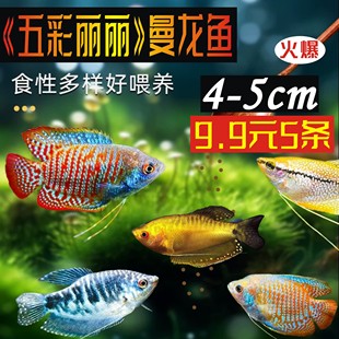 曼龙鱼淡水鱼苗观赏鱼好养耐活小鱼不打氧小型五彩丽丽鱼新手活鱼