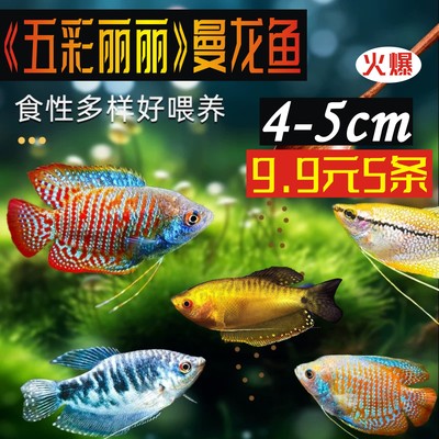 好养耐活热带鱼曼龙鱼热带鱼