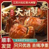 江苏河蟹兴化螃蟹河蟹大闸蟹鲜活全母红膏蟹生鲜特大满黄公母膏蟹