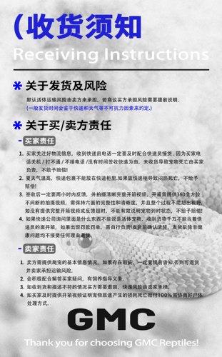 宠物蛇猪鼻蛇白化超级康达北极原色入门级开口稳冻