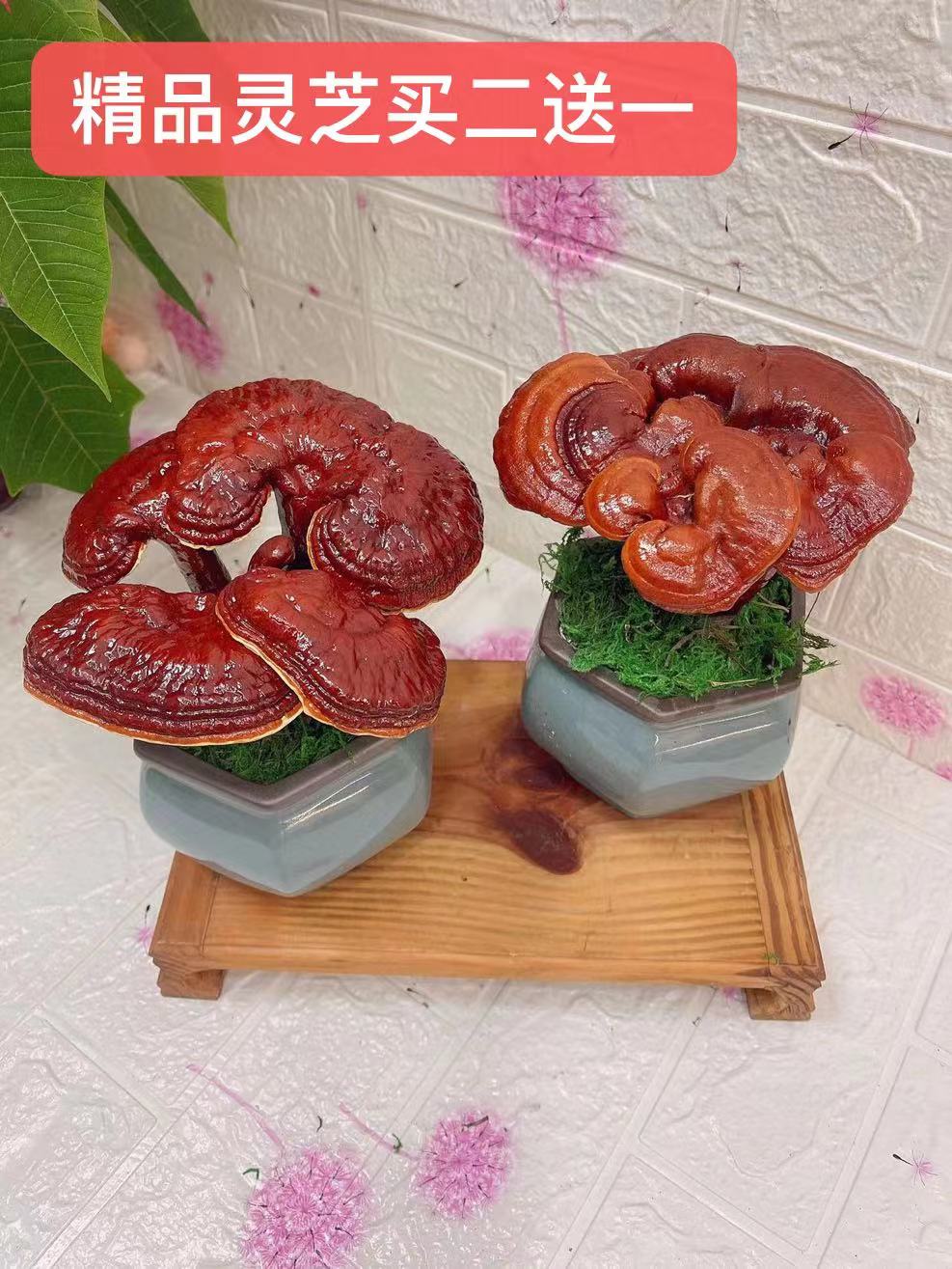 靈芝盆景四季觀葉盆栽辦公桌面多肉盆栽耐寒冷耐熱養(yǎng)不死植物招財(cái)