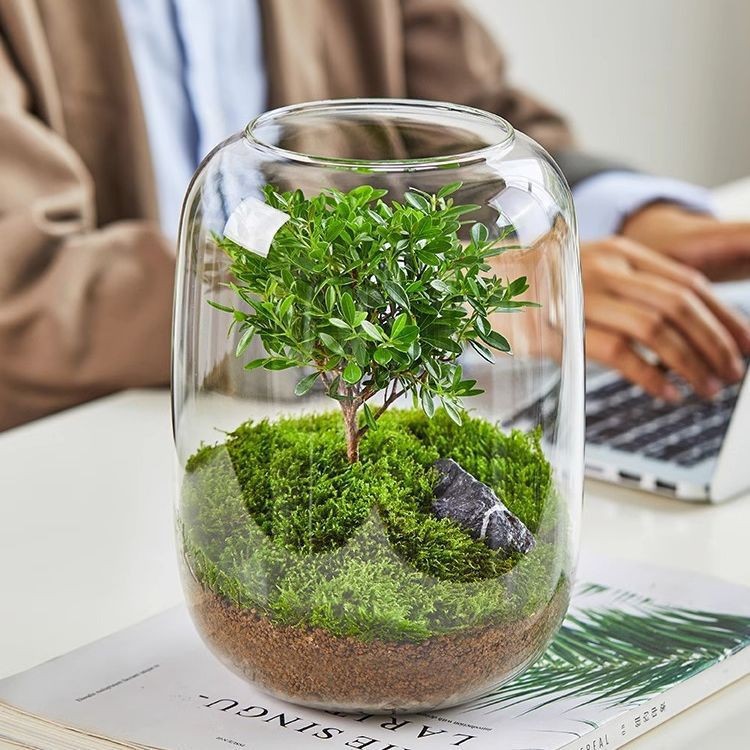 生命之树懒人苔藓微景观办公室