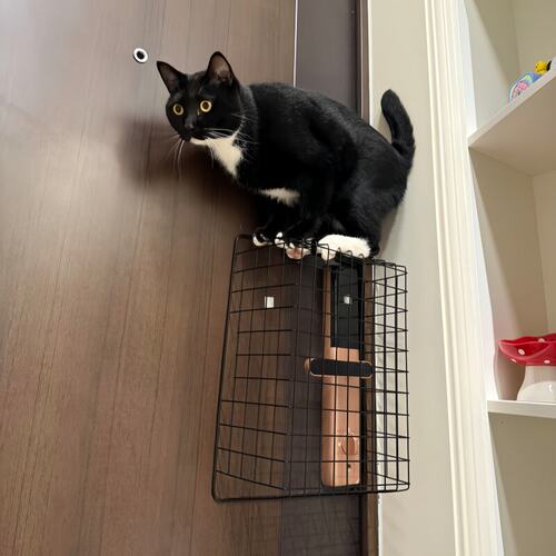 【宠物防开门神器】猫咪防开门保护罩防猫狗反锁锁罩防狗狗扒门锁