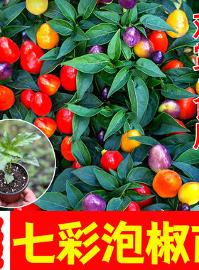 新疆包邮广西七彩椒苗泡椒苗阳台盆栽苗带土五彩椒辣椒苗当年种植