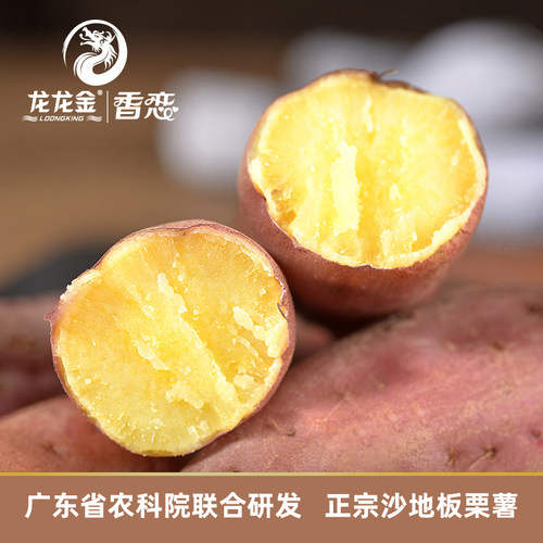 龙龙金香恋广东板栗薯粉糯香甜