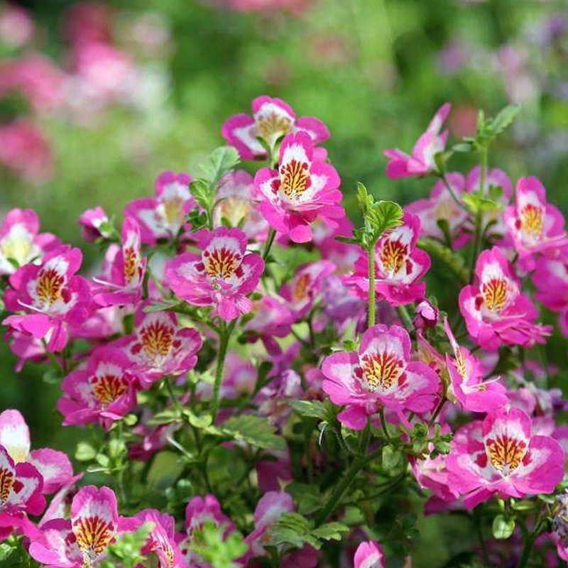 蛾蝶花种子四季易种易活室内外四季盆栽植物花籽花卉花草景观花海