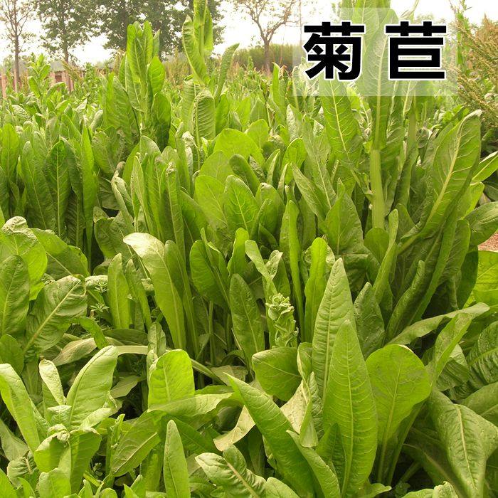 大叶菊苣种子 多年生牧草 包衣进口草籽极耐寒高蛋白高产肥猪菜