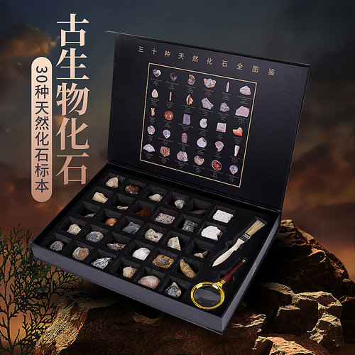 天然化石家居矿物收藏摆件