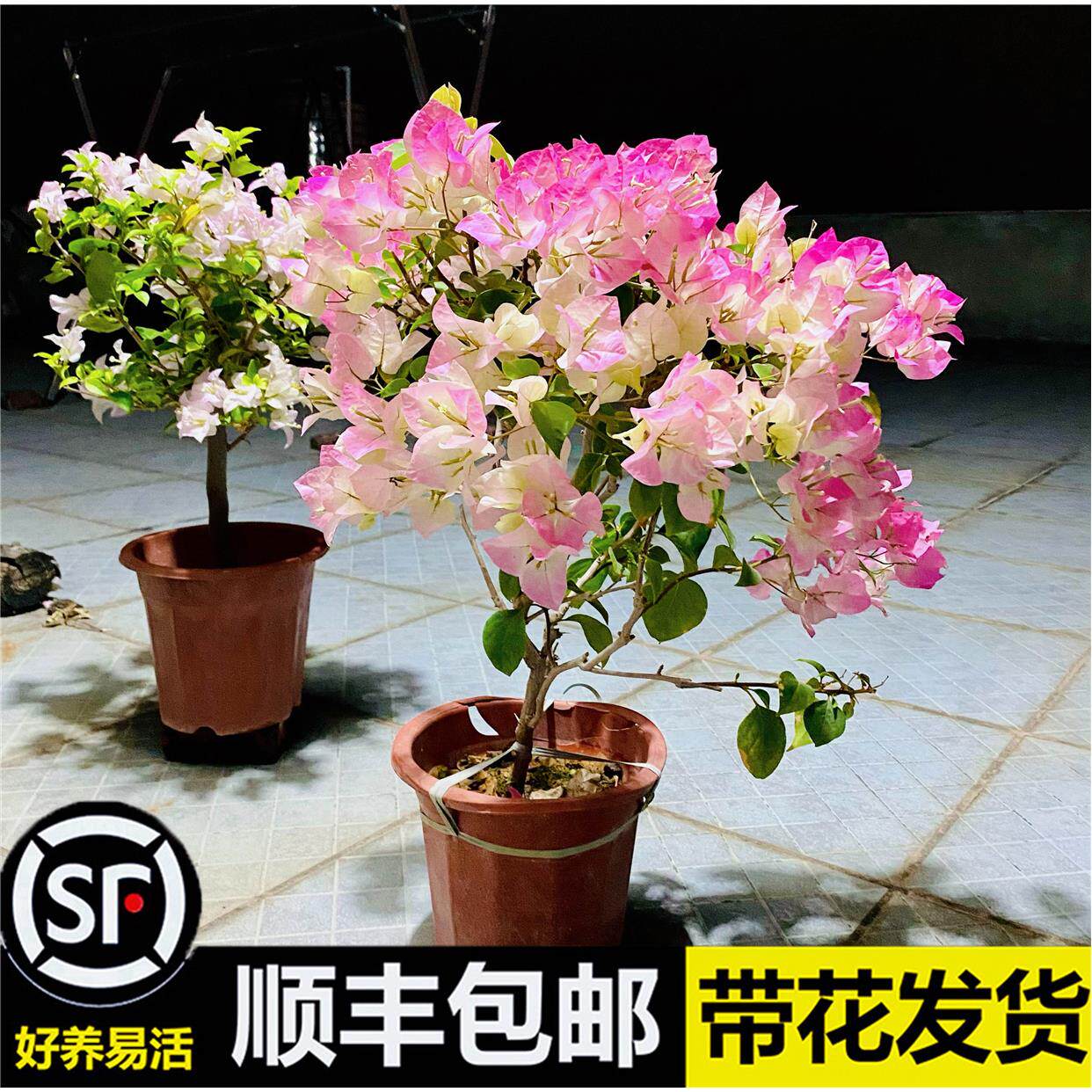 重瓣三角梅盆栽室外爬藤植物带花绿樱红缨老桩多色花卉四季开花