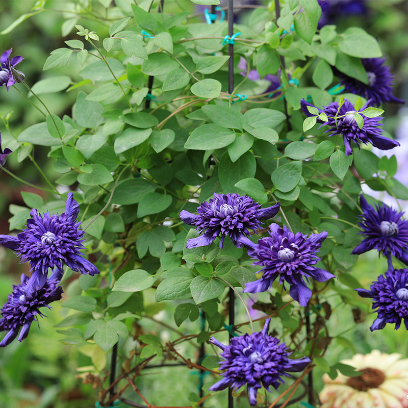 新豆园艺铁线莲大苗切花九重爬藤b植物爬墙花卉重瓣大花盆栽庭院