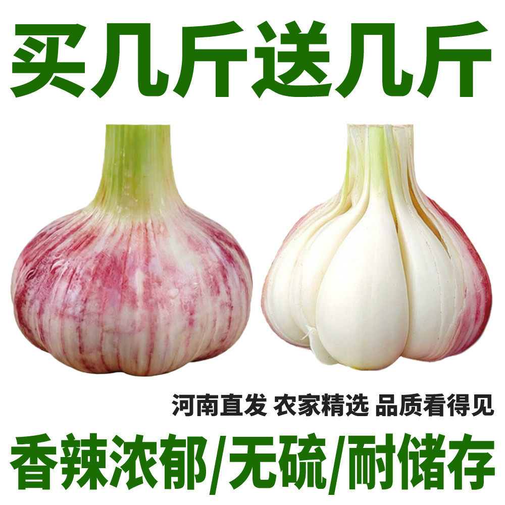河南新鲜大蒜5斤紫白皮新蒜头干净无霉无硫熏耐储存当季现挖直发