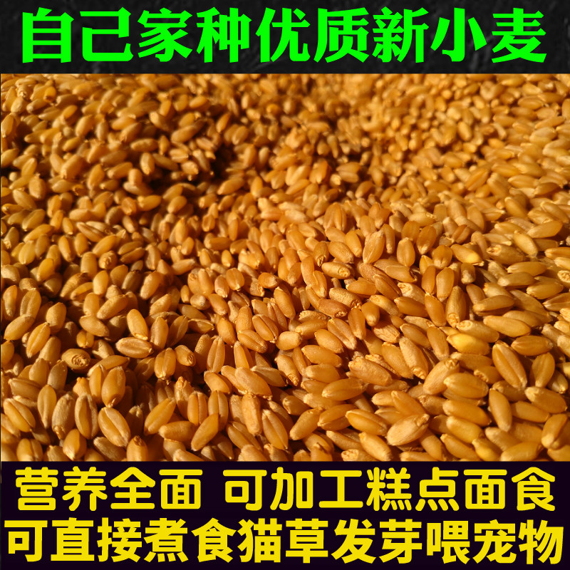 现货小麦五谷杂粮白新麦子农家饲料小麦粒带皮小麦全麦猫草发芽