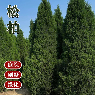 柏树苗塔柏松柏侧柏树苗扁柏圆柏松树宝塔松龙柏苗柏树绿化四季青